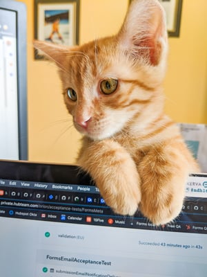 Remote kitten